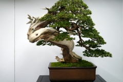 真柏盆栽 chinese juniper