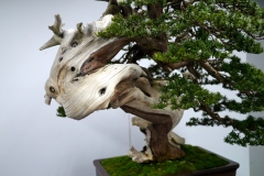 真柏盆栽 chinese juniper