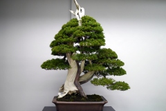 真柏盆栽 chinese juniper