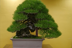 黒松盆栽 Japanese black pine