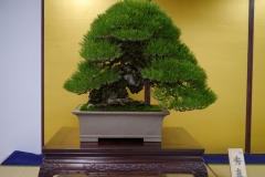 黒松盆栽 Japanese black pine