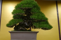 黒松盆栽 Japanese black pine