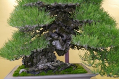 黒松盆栽 Japanese black pine