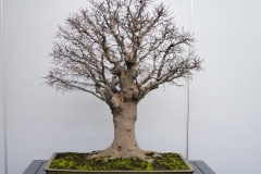 けやき盆栽 Japanese zelkova