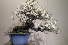 梅盆栽 Japanese apricot