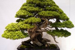 真柏盆栽 chinese juniper