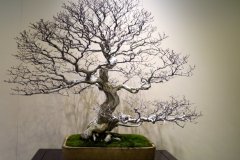 イワシデ盆栽 iwashide ( korean Hornbeam )