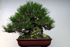 黒松盆栽 Japanese black pine