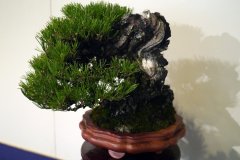 黒松盆栽 Japanese black pine