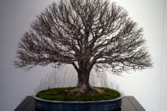 けやき盆栽 Japanese zelkova