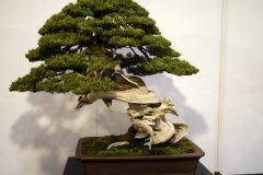 杜松盆栽 Needle Juniper