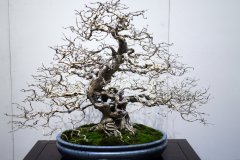 雑木盆栽 Zouki bonsai