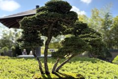 ヒノキ盆栽 japanese cypress