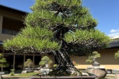 黒松盆栽 japanese black pine