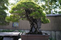 黒松盆栽 japanese black pine