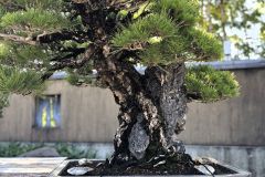 黒松盆栽 japanese black pine