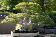 モミジ盆栽 Japanese maple