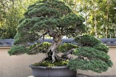 五葉松盆栽 japanese white pine