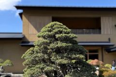 杜松盆栽 needle juniper