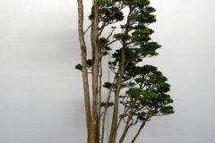 Japanese-cypress-bonsai-tree-006