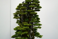 Japanese-cypress-bonsai-tree-007