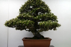 Silverberry-bonsai-tree-001