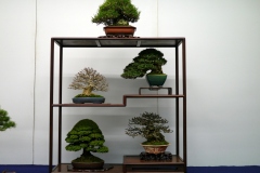 Tanakazari-bonsai-trees-007