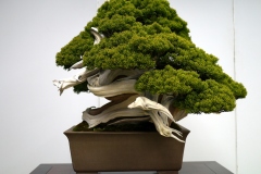 真柏盆栽 chinese juniper