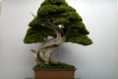 真柏盆栽 chinese juniper