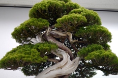 真柏盆栽 chinese juniper