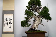 真柏盆栽 chinese juniper