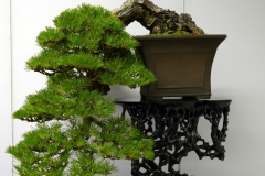 黒松盆栽 Japanese black pine