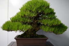 黒松盆栽 Japanese black pine