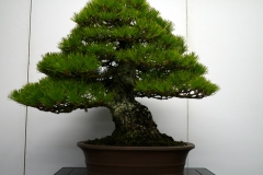 黒松盆栽 Japanese black pine