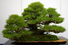 黒松盆栽 Japanese black pine