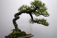 japanese-red-pine-bonsai-tree-005