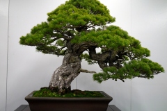 五葉松盆栽 japanese white pine