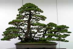 五葉松盆栽 japanese white pine