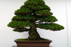 五葉松盆栽 japanese white pine