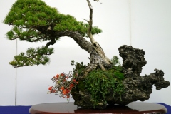 五葉松盆栽 japanese white pine