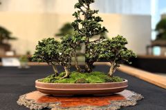 ヒノキ盆栽 Japanese cypress