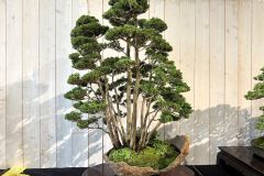 ヒノキ盆栽 Japanese cypress