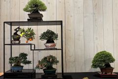 棚飾り盆栽 Tanakazari bonsai