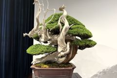 真柏盆栽 chinese juniper