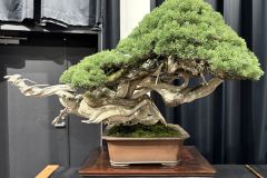 真柏盆栽 chinese juniper