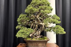 真柏盆栽 chinese juniper