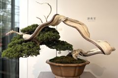 真柏盆栽 chinese juniper