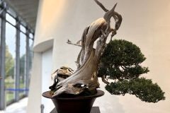 真柏盆栽 chinese juniper