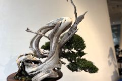 真柏盆栽 chinese juniper