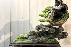 創作盆栽 creative bonsai